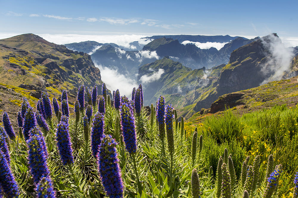 Bli med til blomsterya Madeira